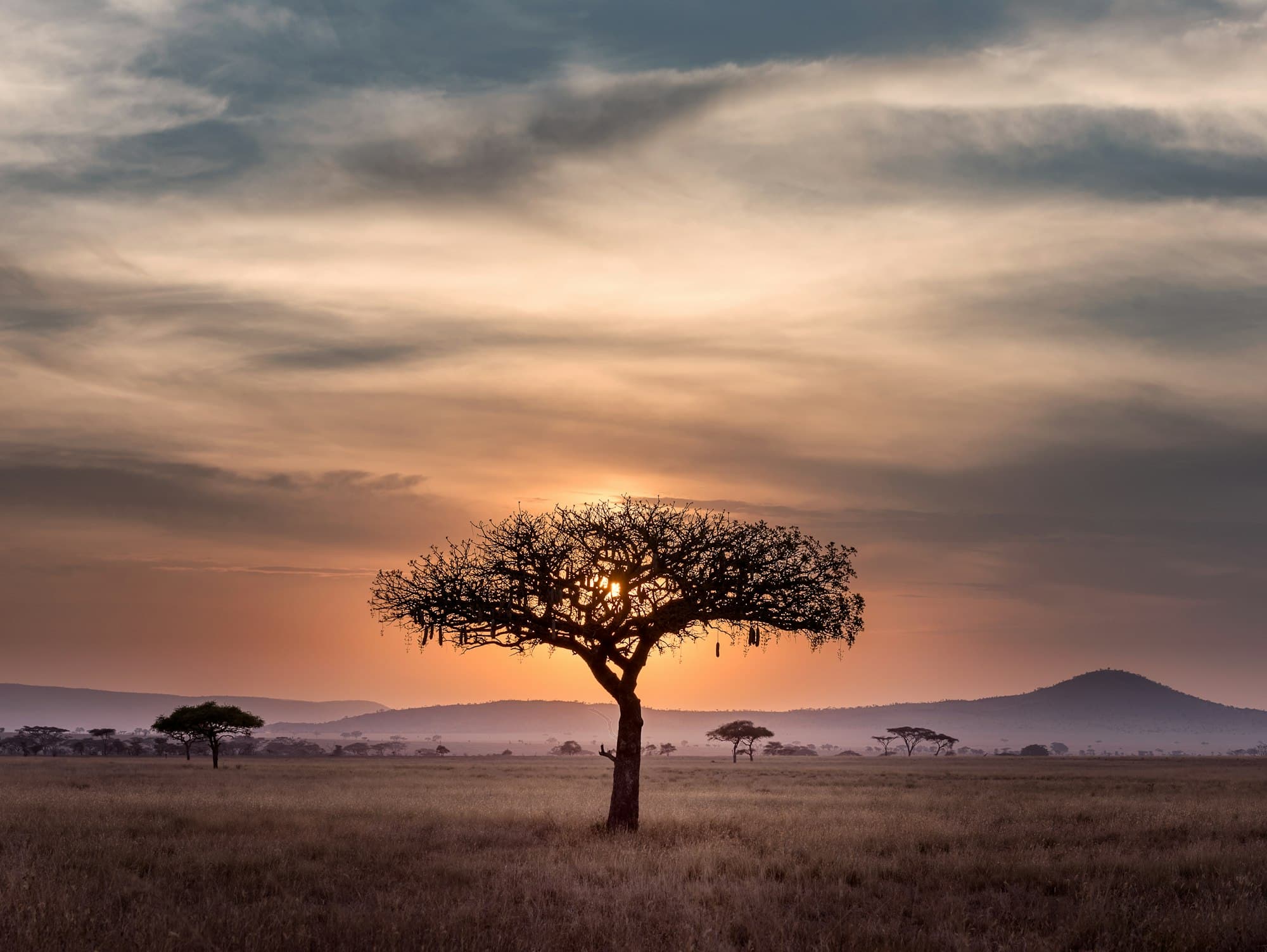 A lone acacia tree on the savannah at sunset