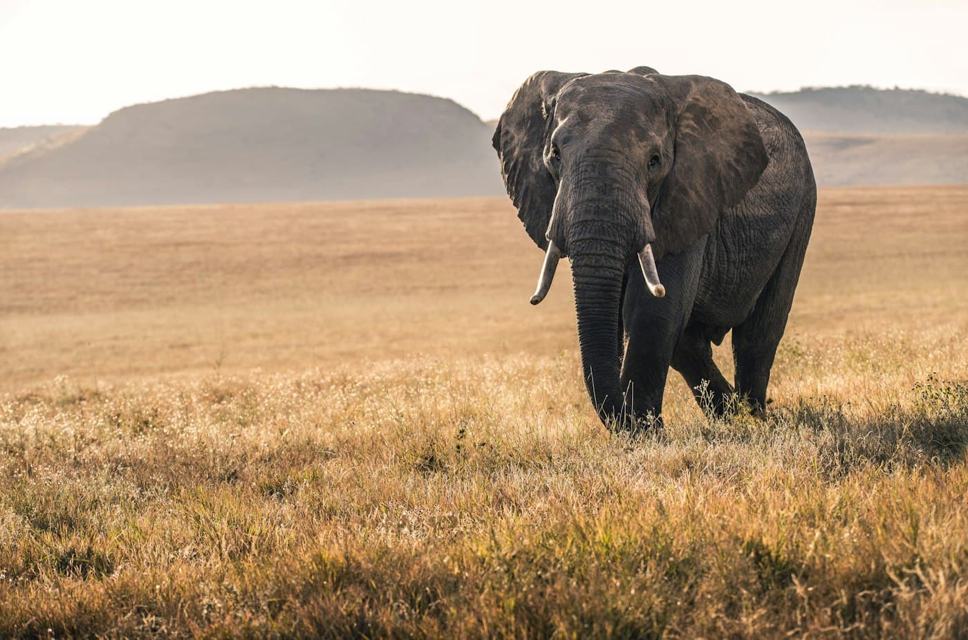 An elephant walking across golden grassland beneath flat-topped hills