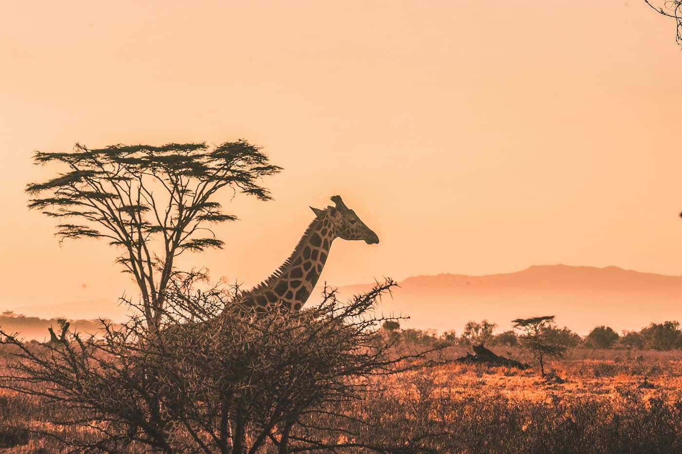 A giraffe beside an acacia tree at dusk